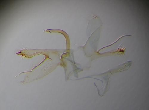 Phyllonorycter harrisella